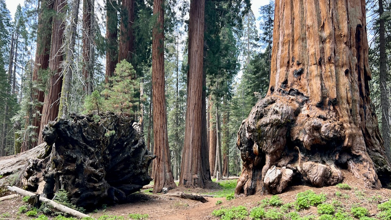 Trail View