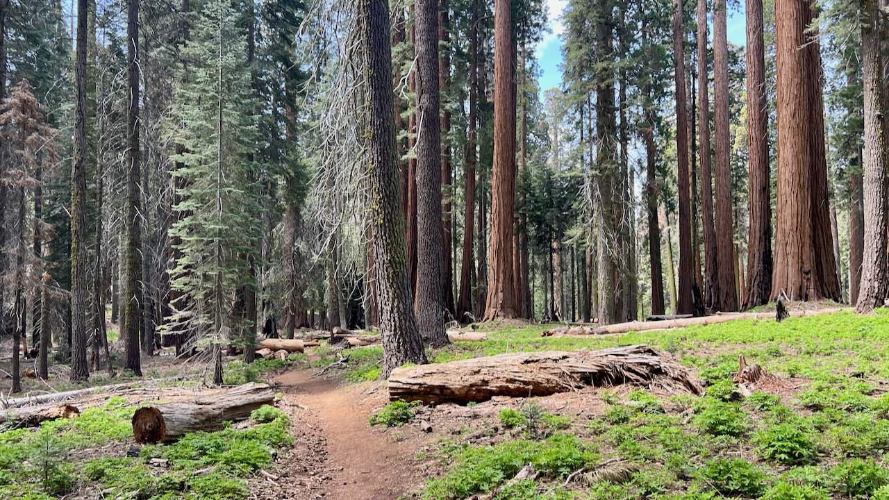 Trail View