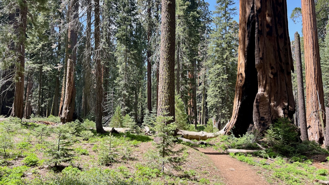 Trail View