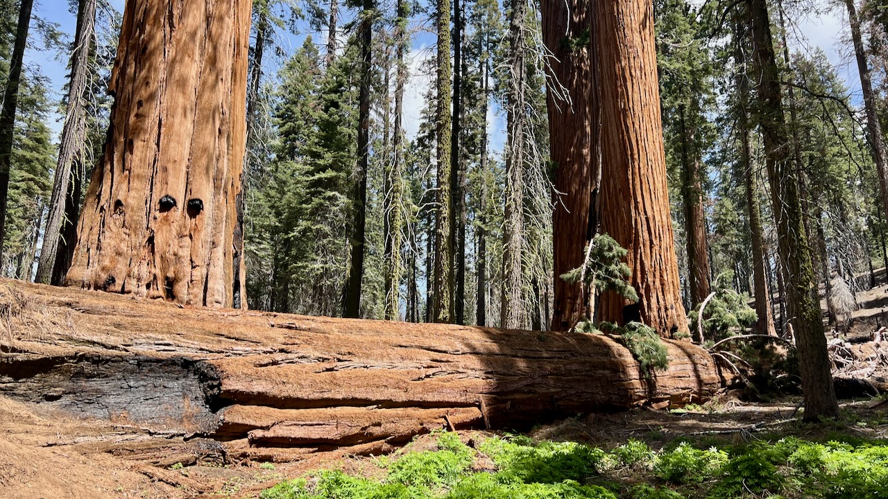 Trail View