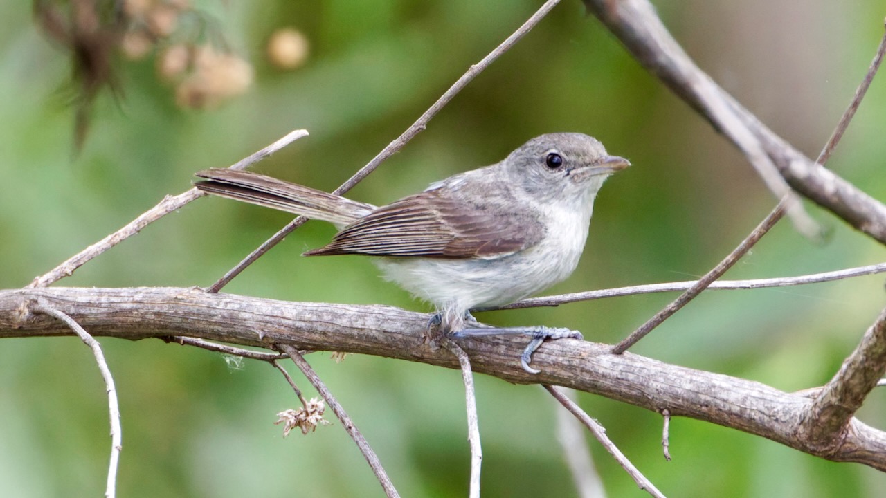 Least Bell’s Vireo