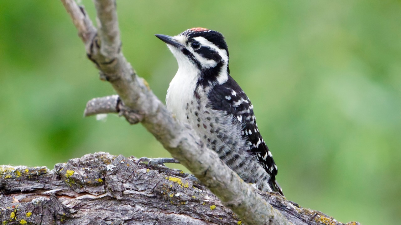 Nuttall’s Woodpecker