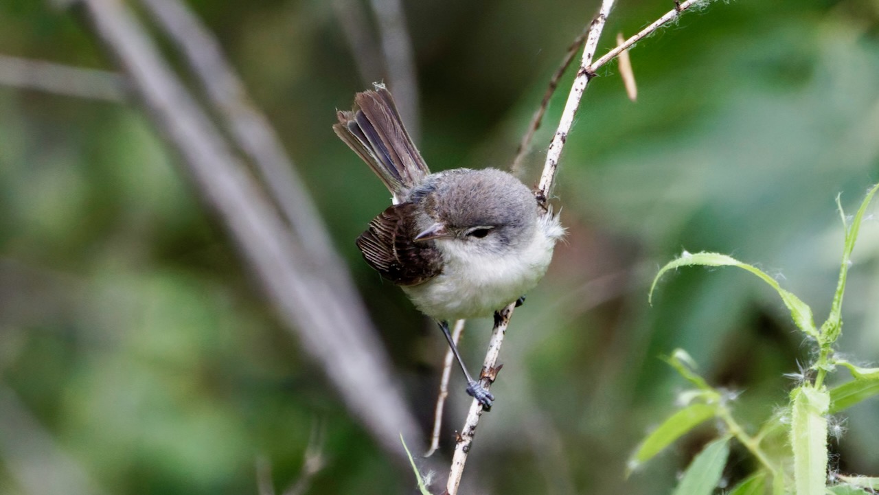 Least Bell’s Vireo