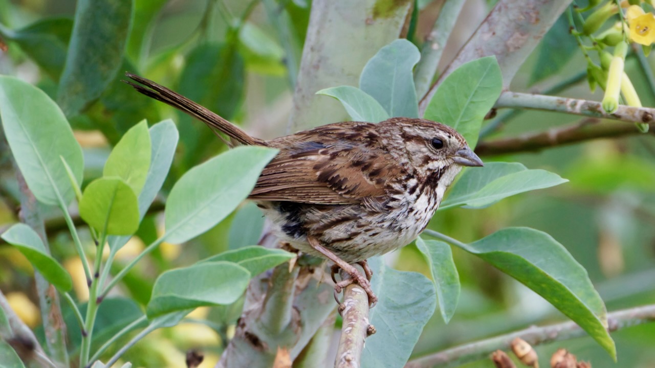 Song Sparrow