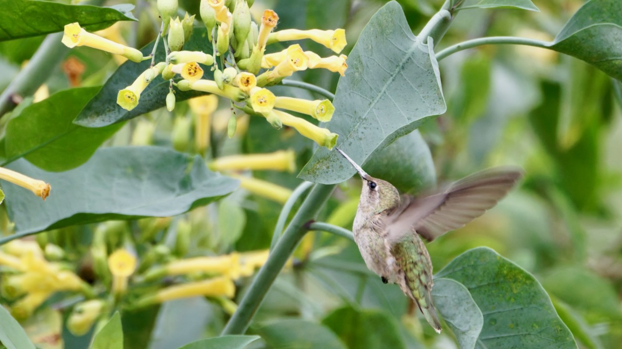 Anna’s Hummingbird