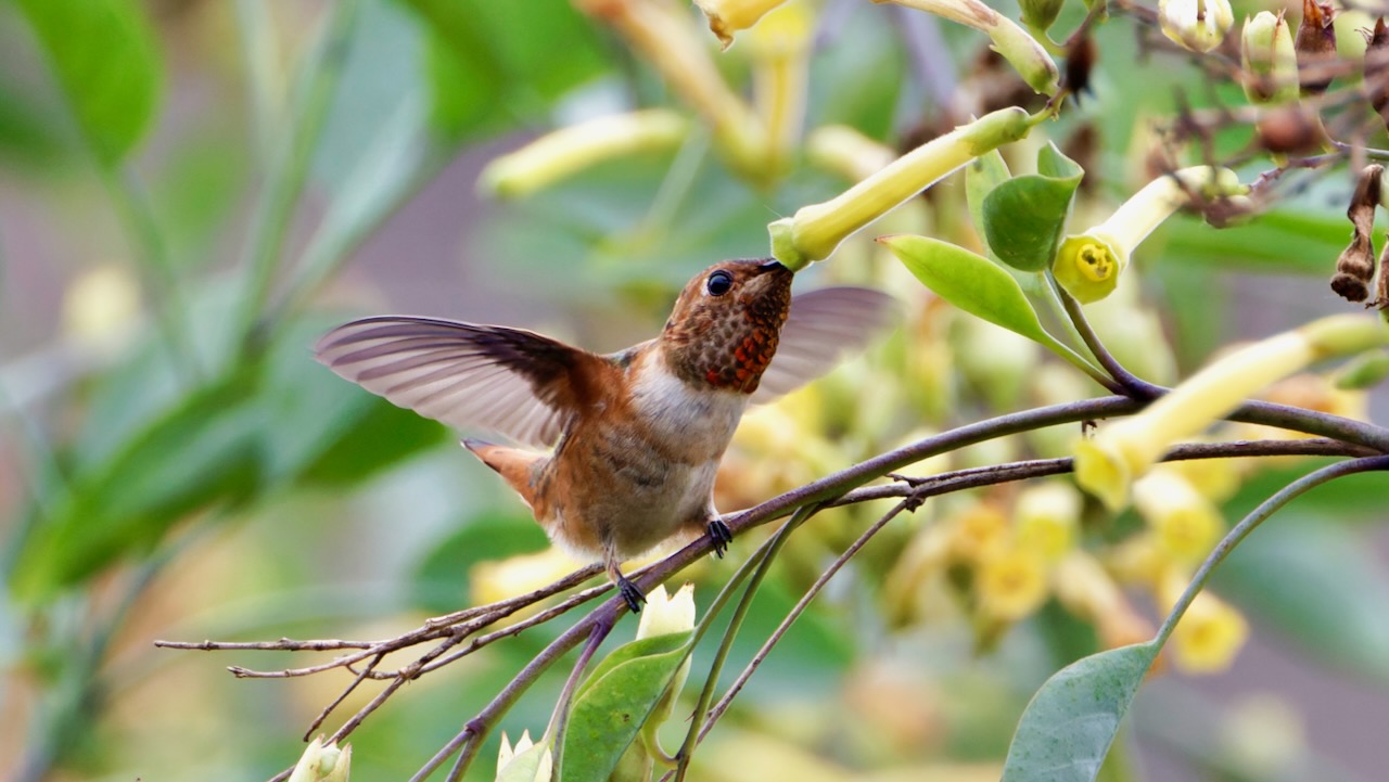 Allen’s Hummingbird