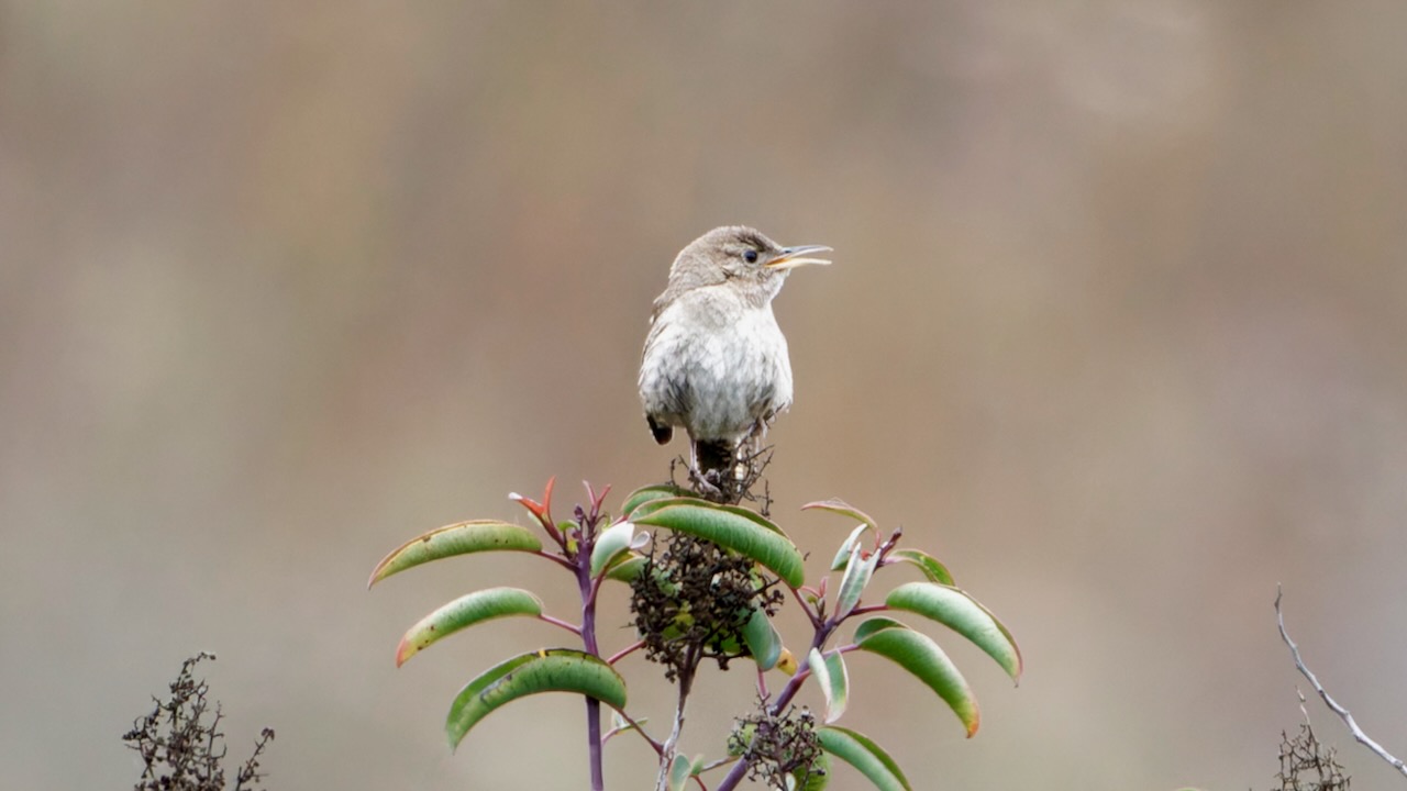 Northern House Wren