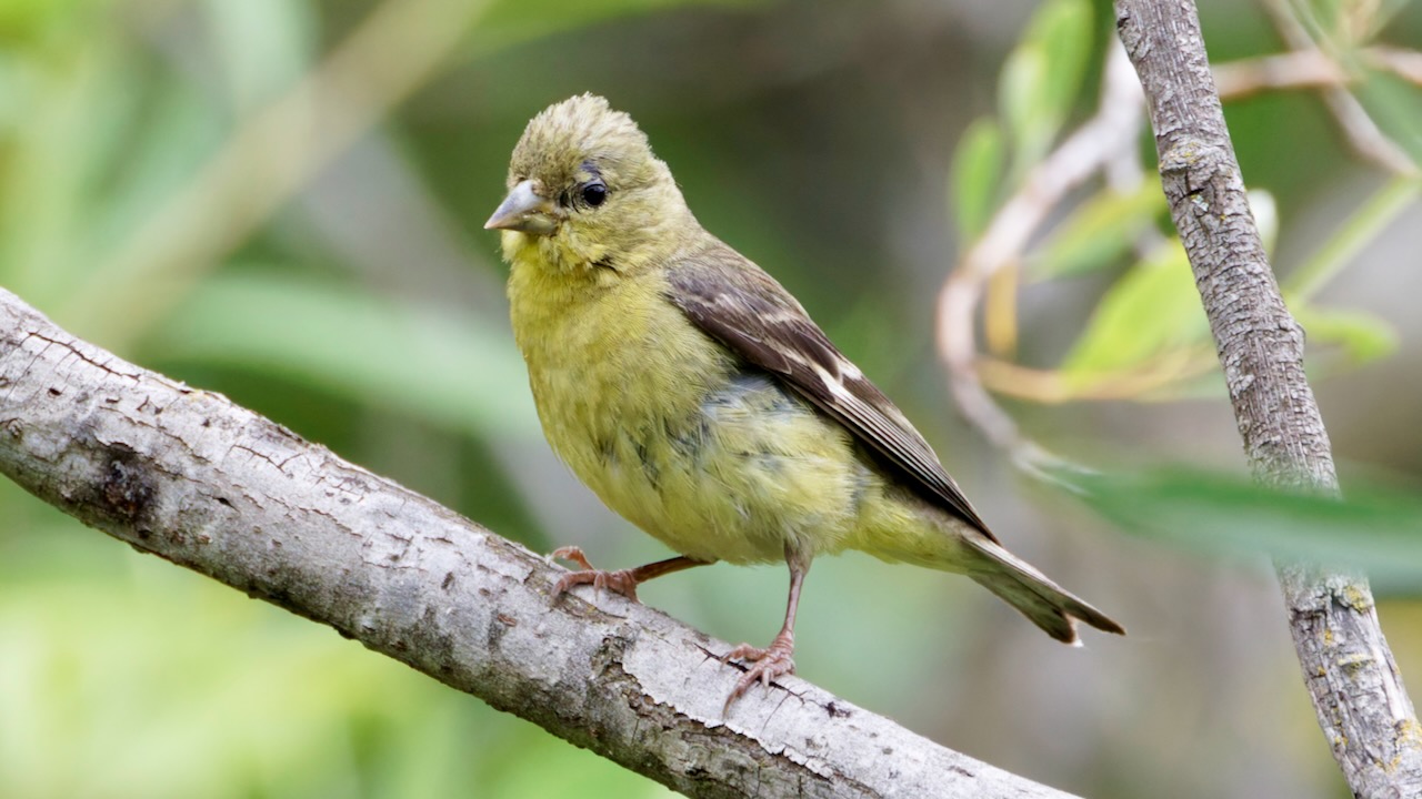 Lesser Goldfinch