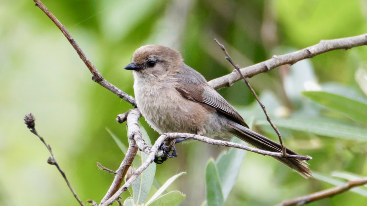 Bushtit
