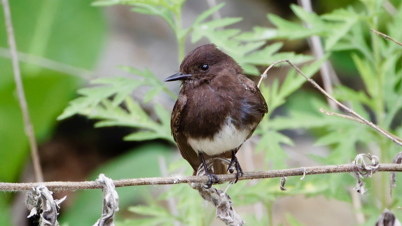 Black Phoebe