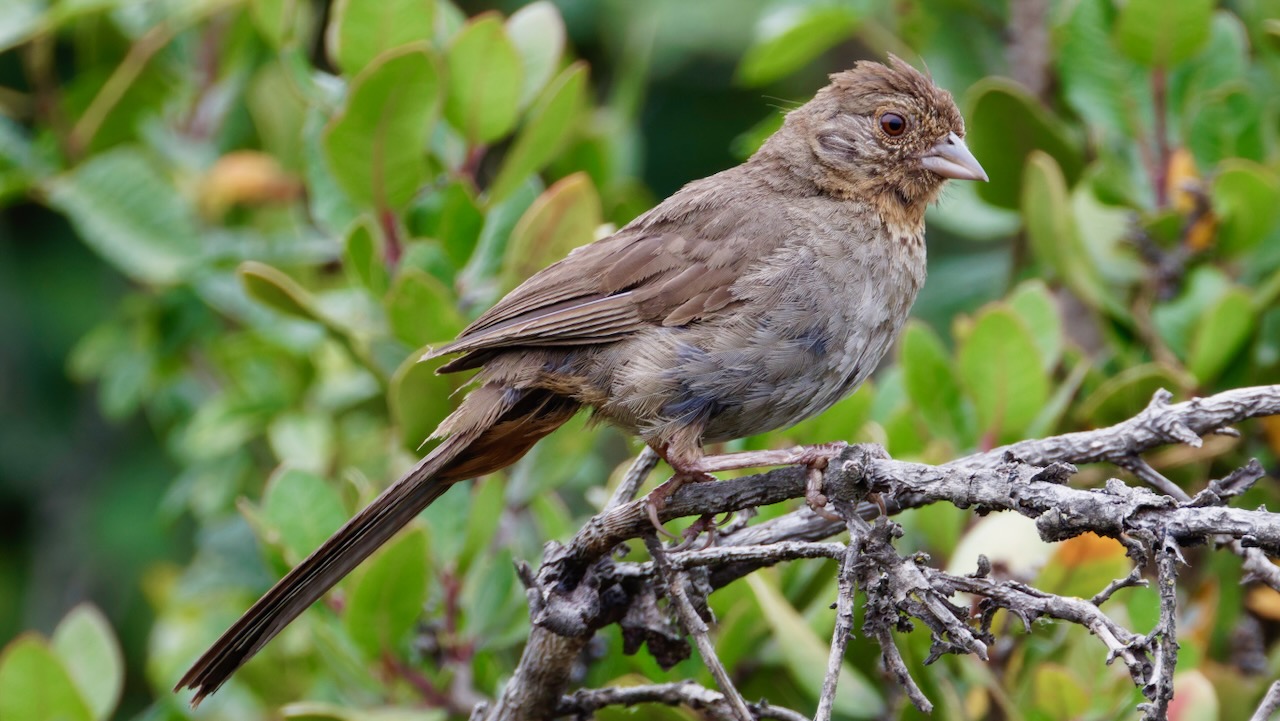 California Towhee