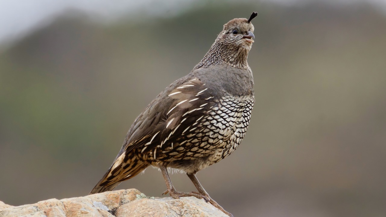 California Quail