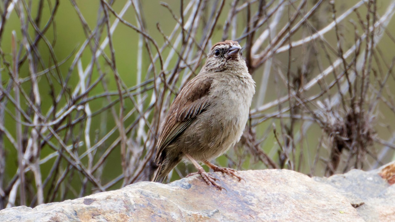 Rufous-crowned Sparrow