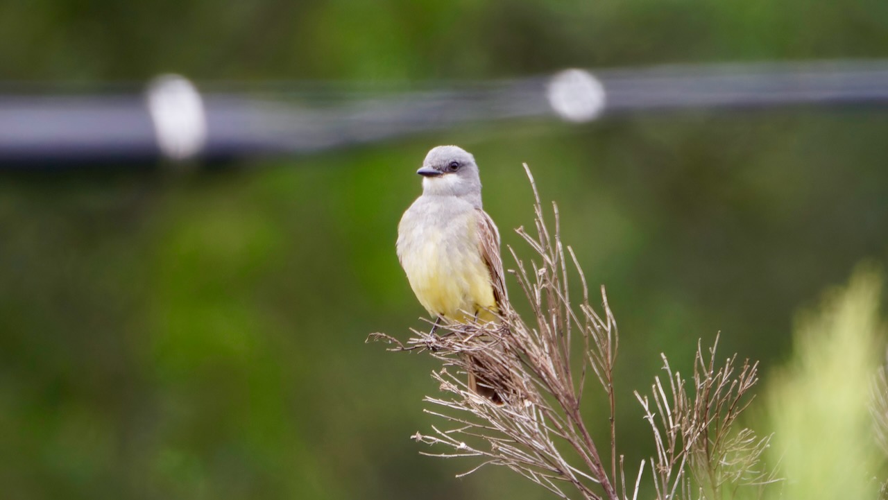 Cassin’s Kingbird