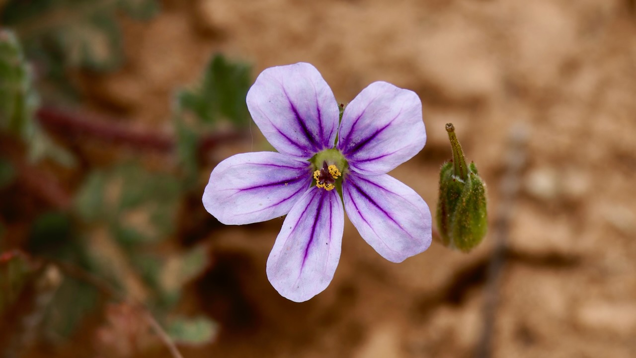 Wild geranium