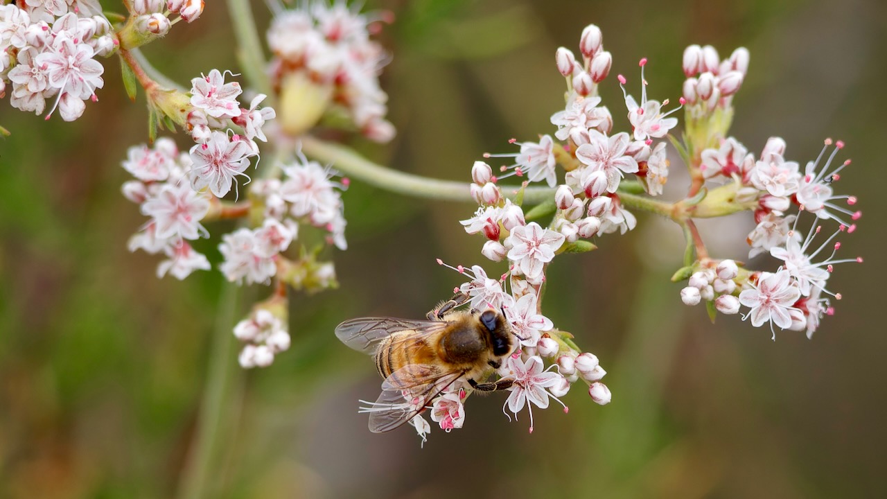California Buckwheat