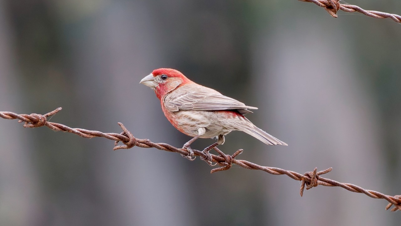 House Finch
