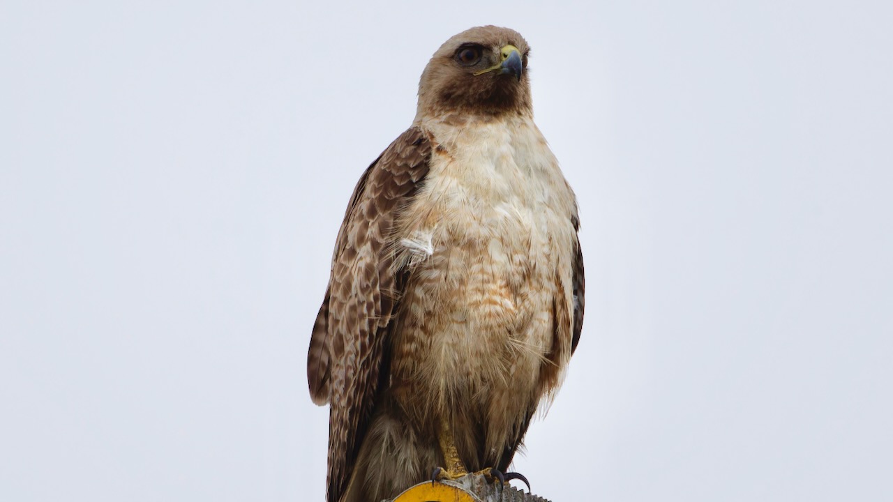 Red-tailed Hawk