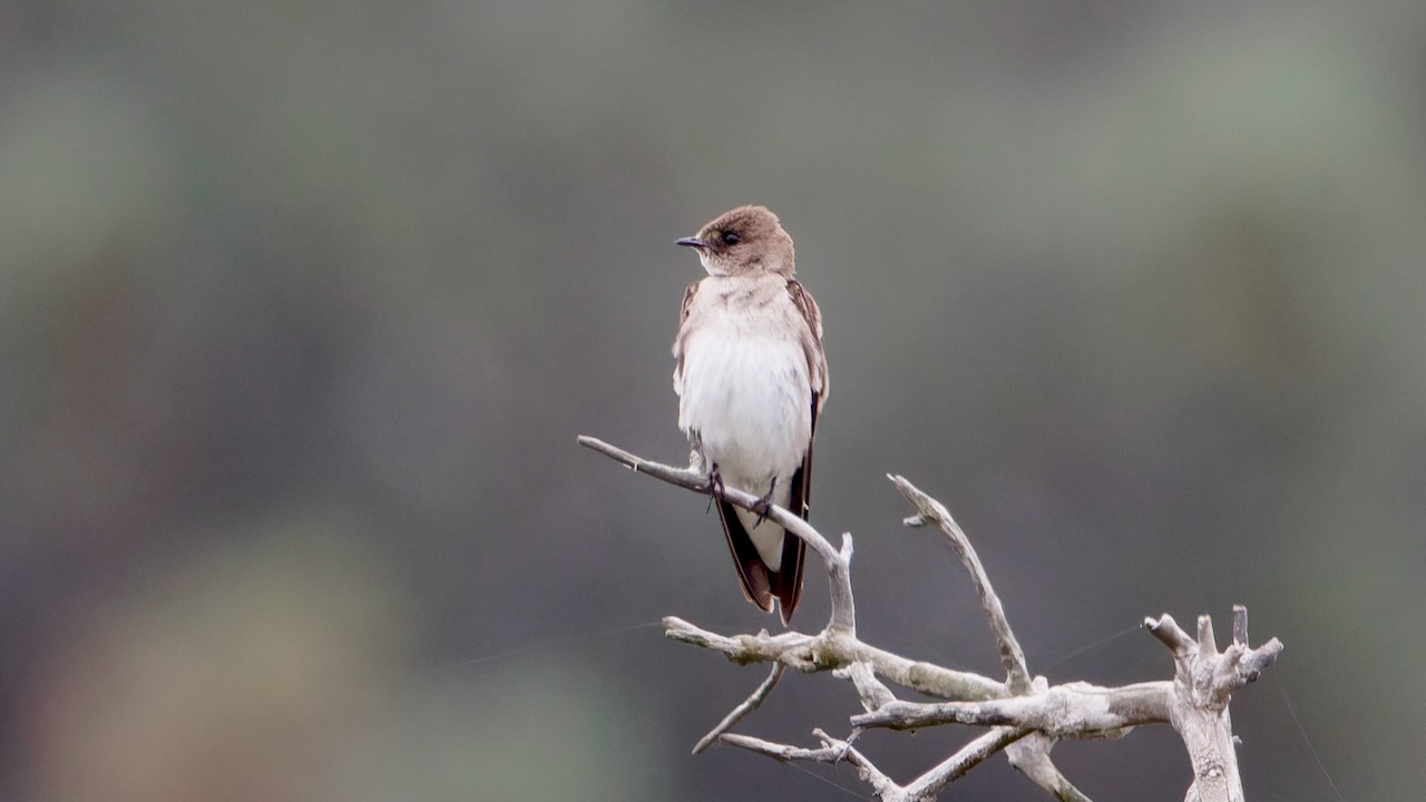 Northern Rough-winged Swallow