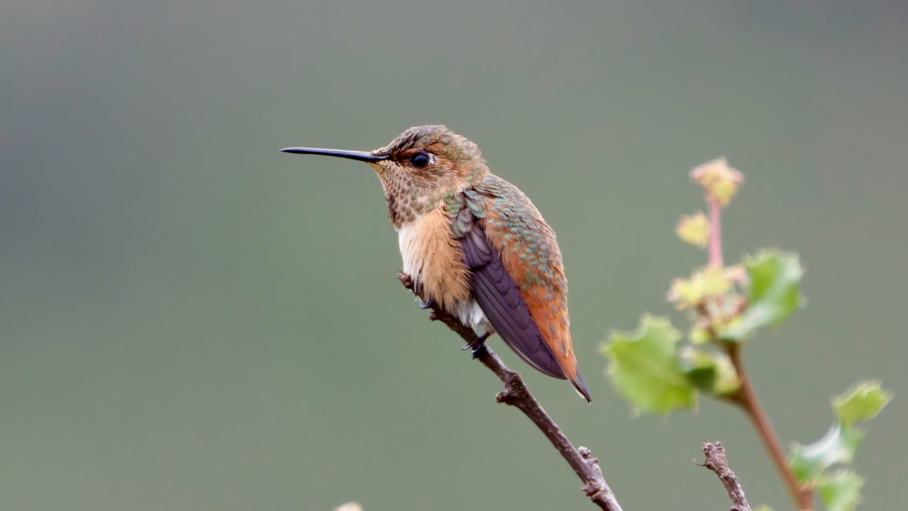Allen’s Hummingbird