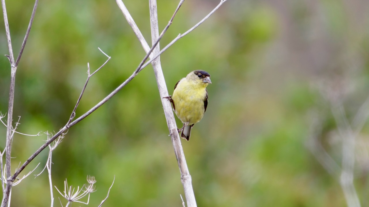 Lesser Goldfinch