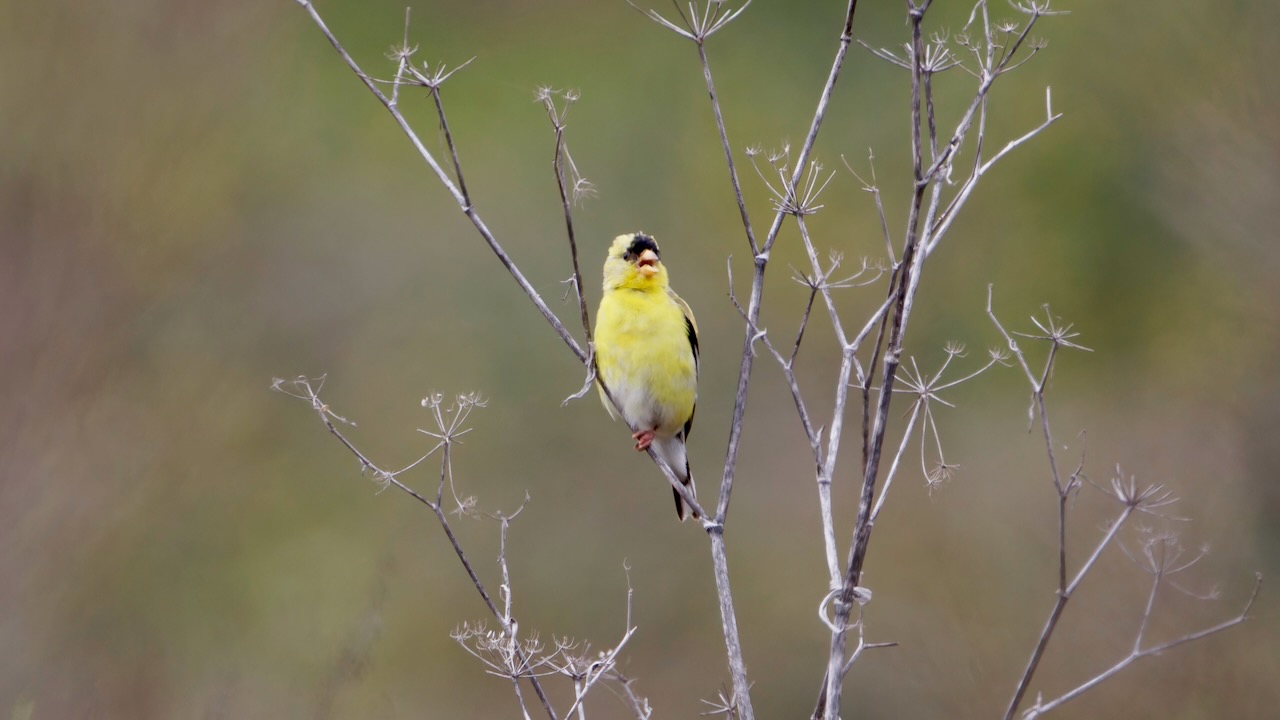 American Goldfinch