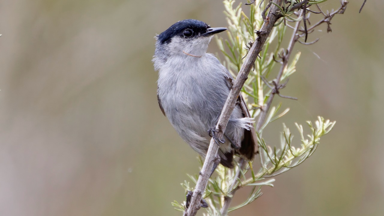 California Gnatcatcher