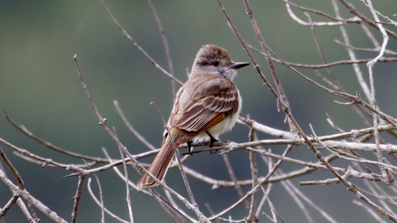 Ash-throated Flycatcher