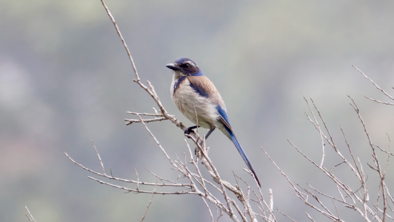 California Scrub-Jay