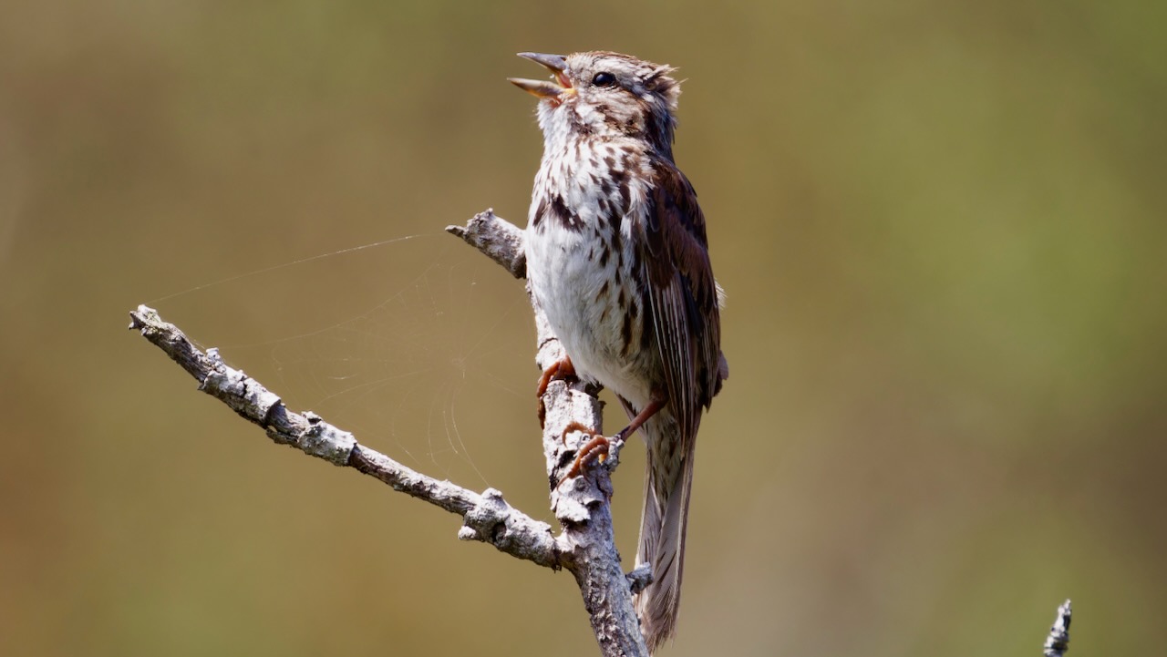 Song Sparrow