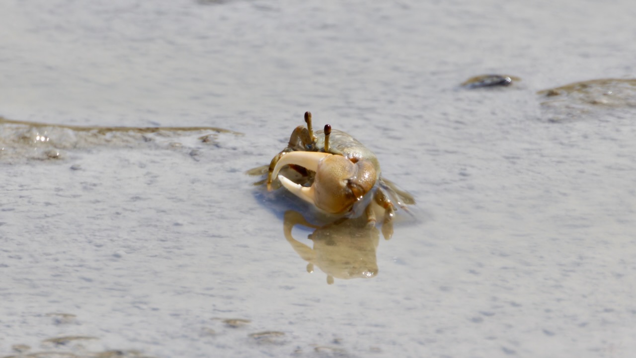 Fiddler crab