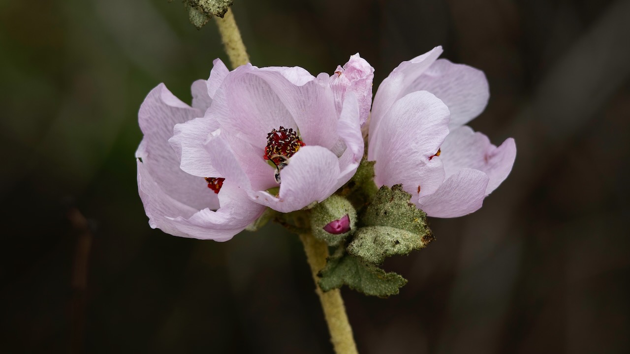 Fremon's bushmallow