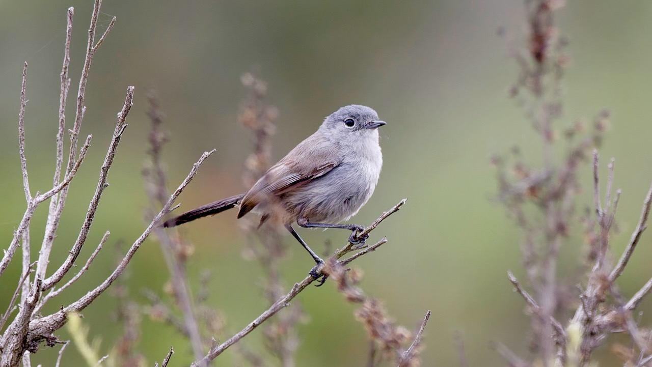 California Gnatcatcher