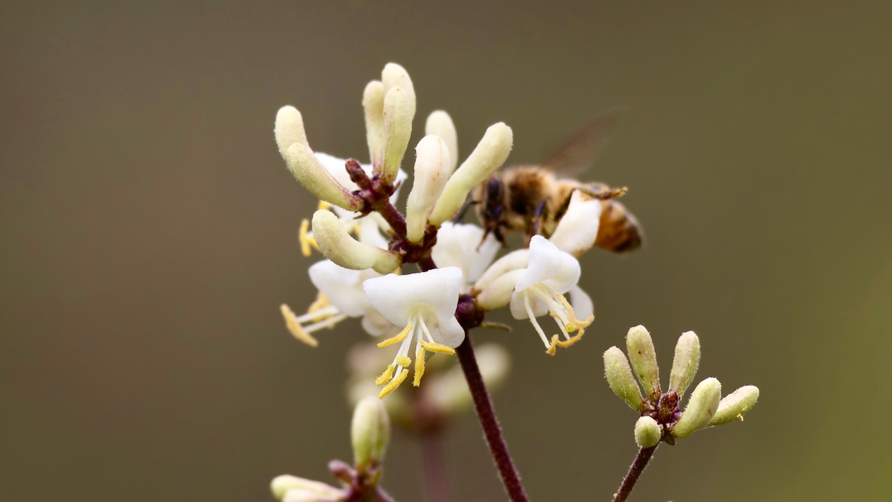 Chaparral honeysuckle