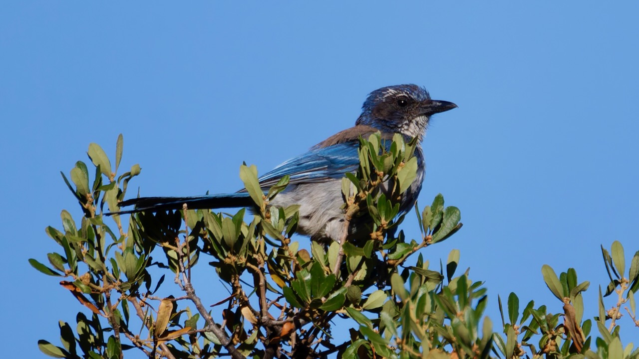 California Scrub-jay