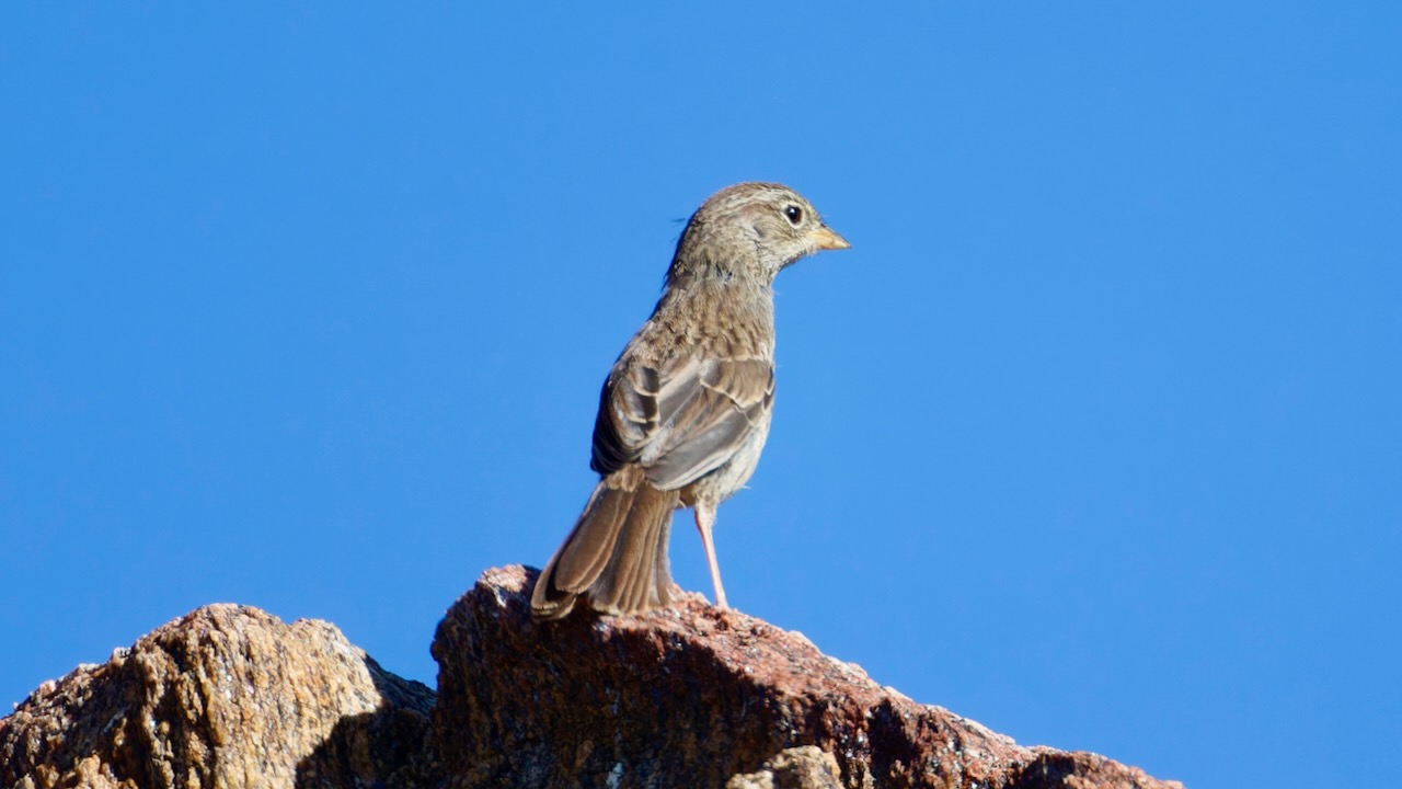 Rufous-crowned Sparrow