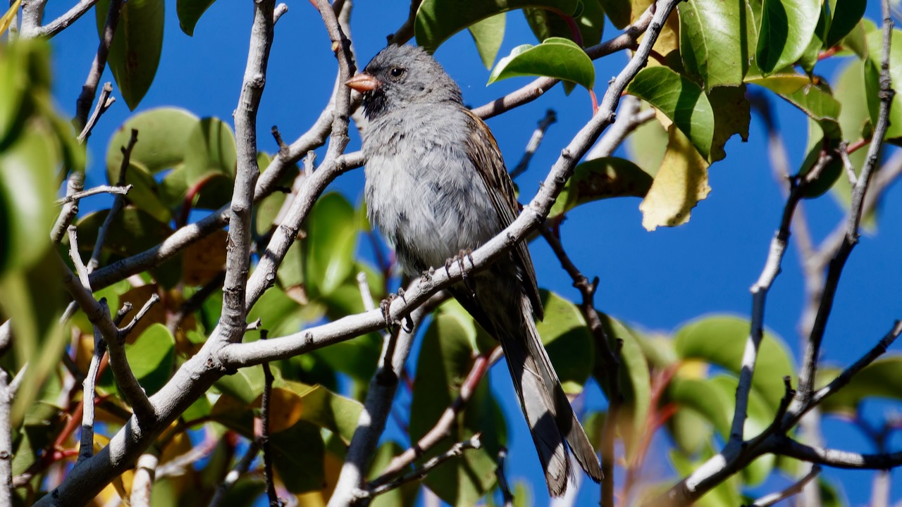 Black-chinned Sparrow