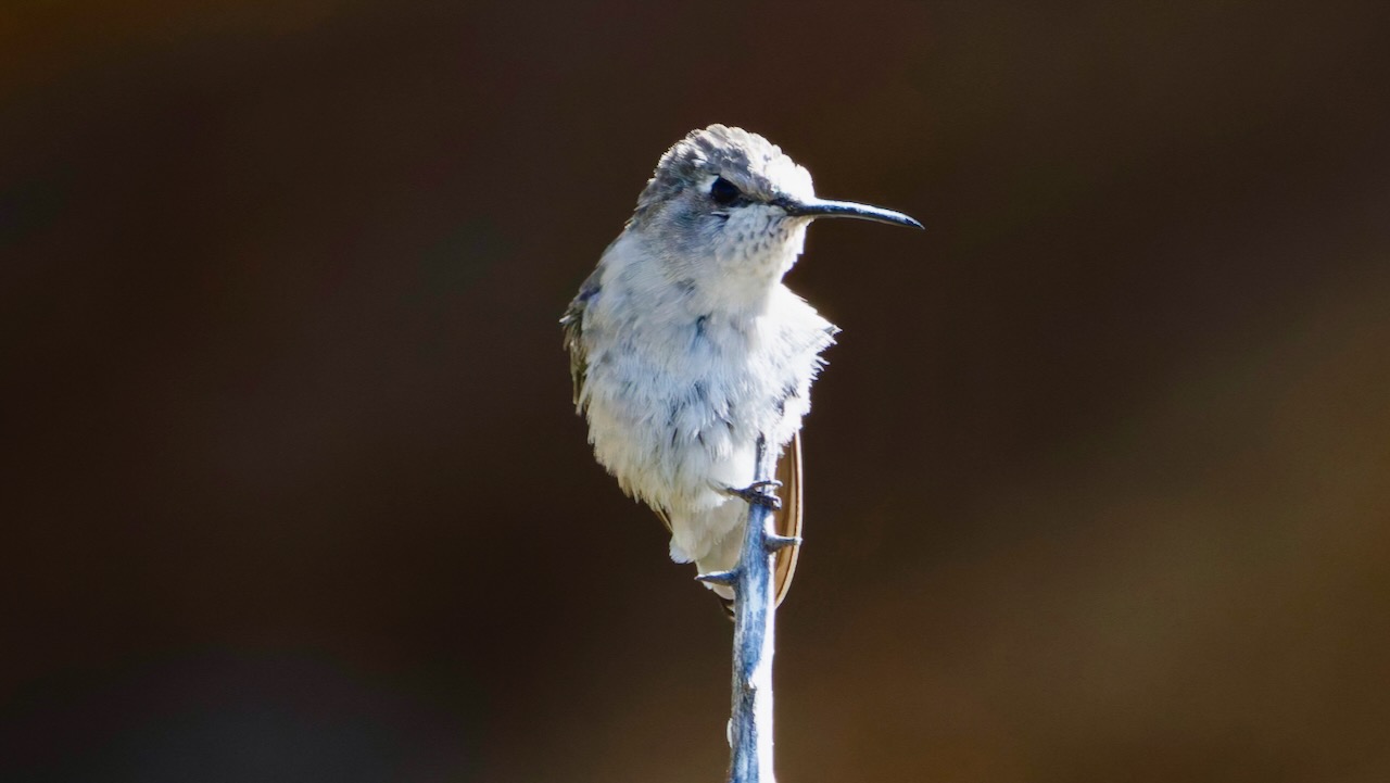 Costa’s Hummingbird