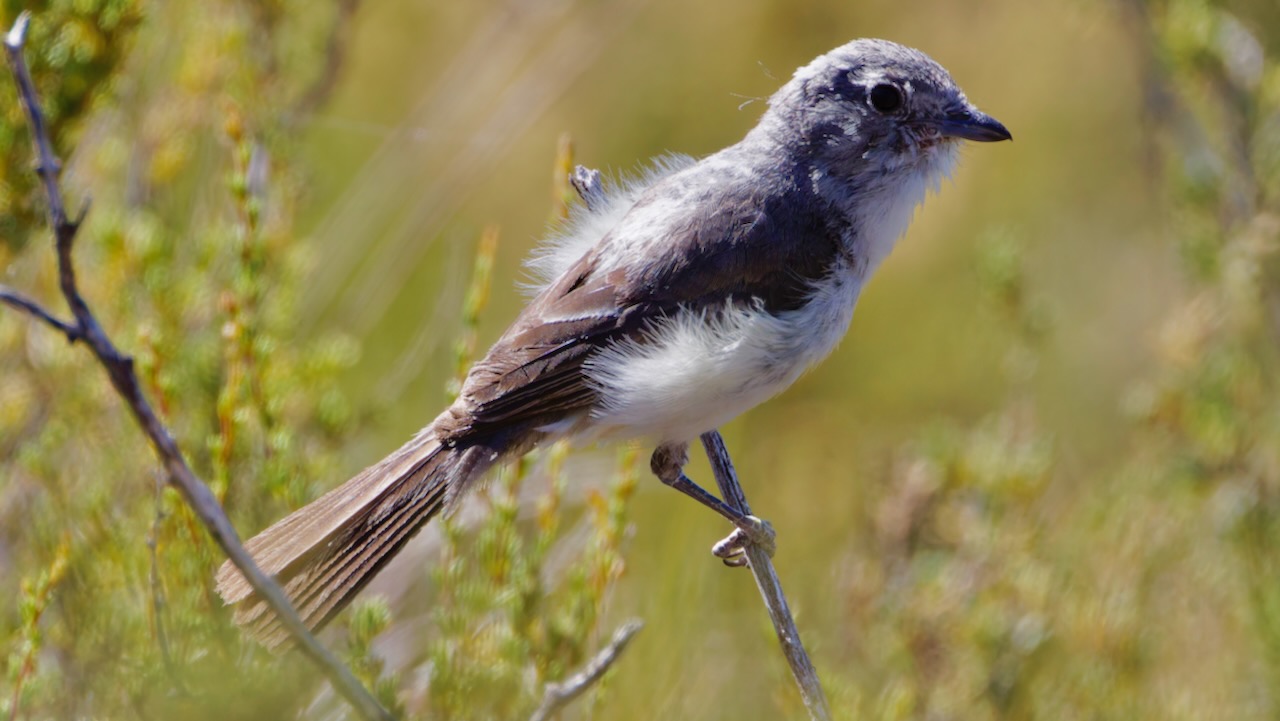 Gray Vireo