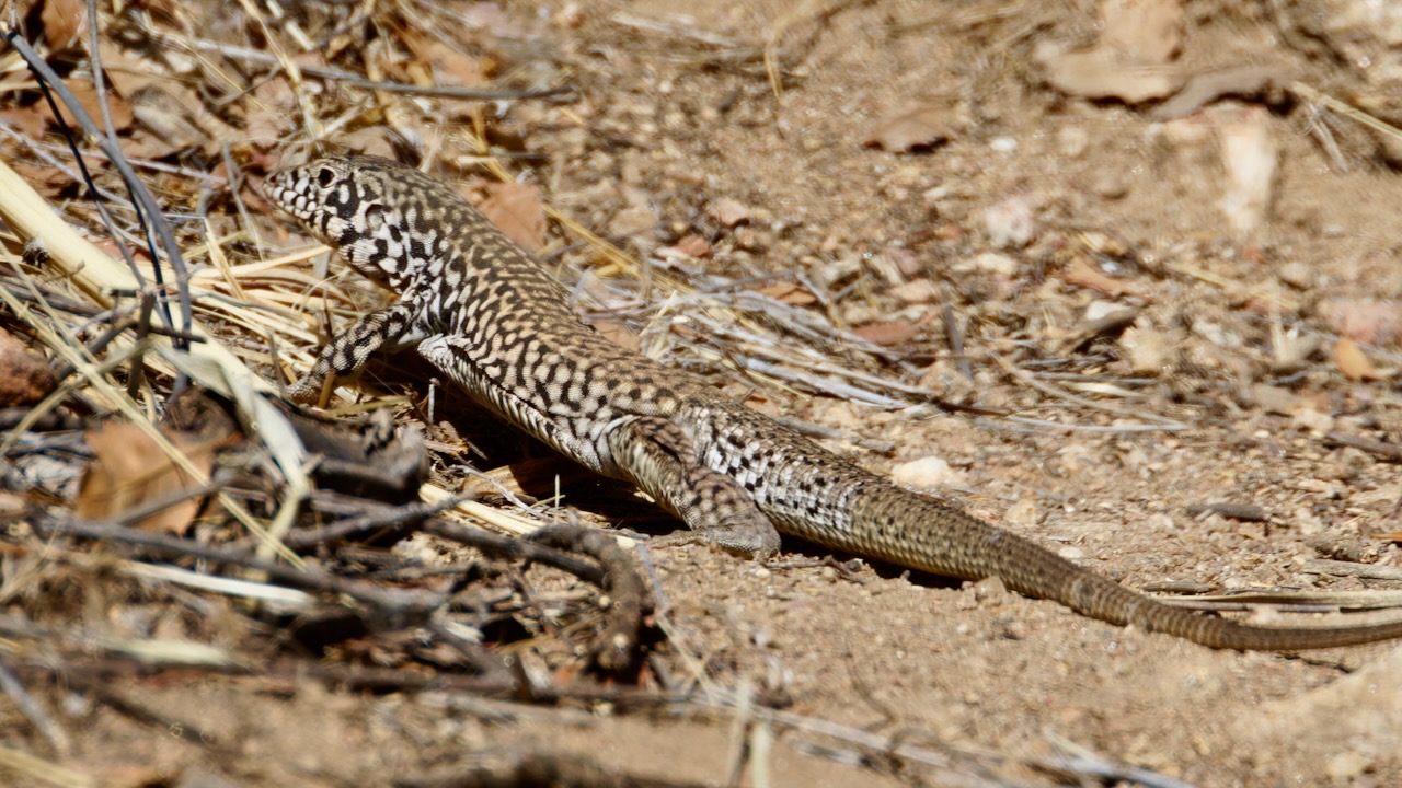 Western Whiptail