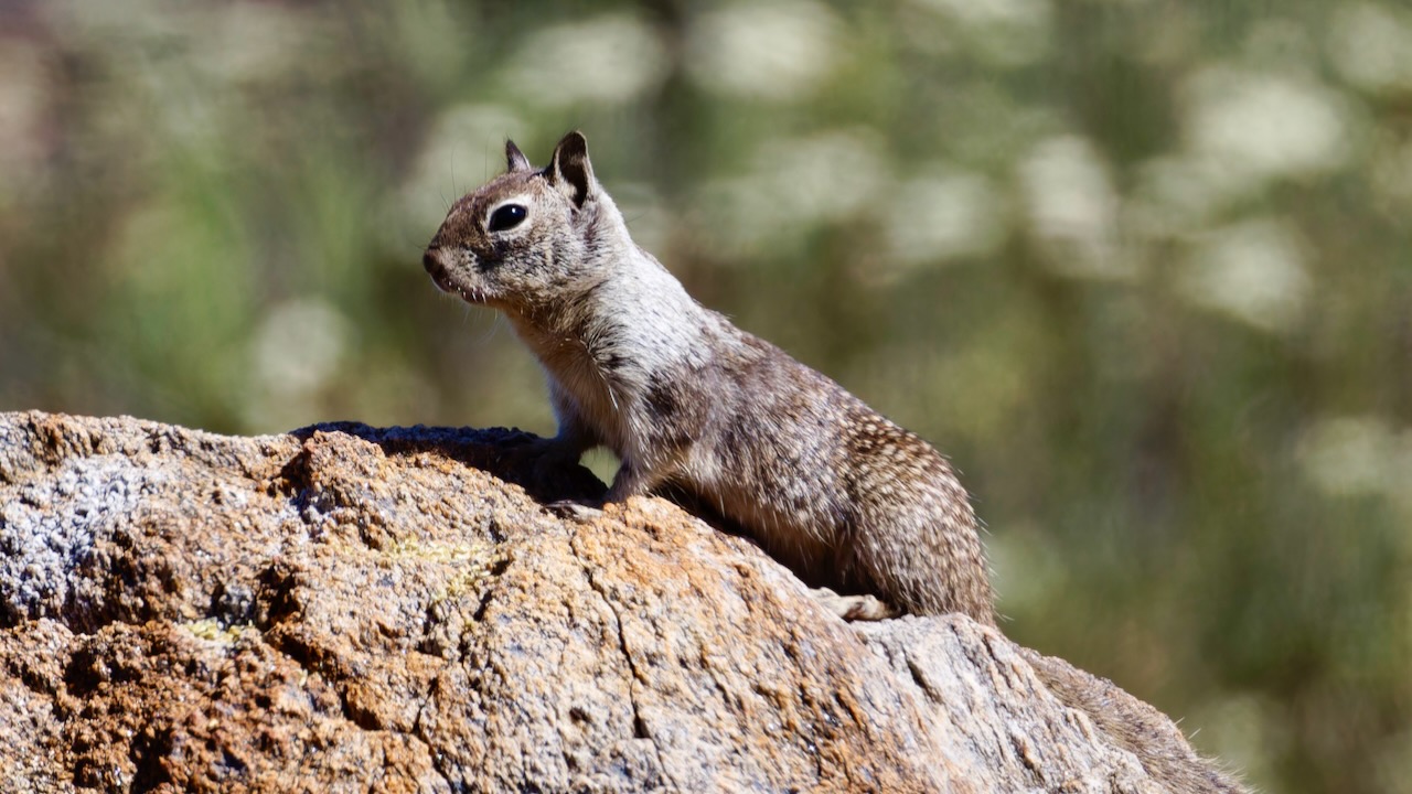 California Ground Squirrel