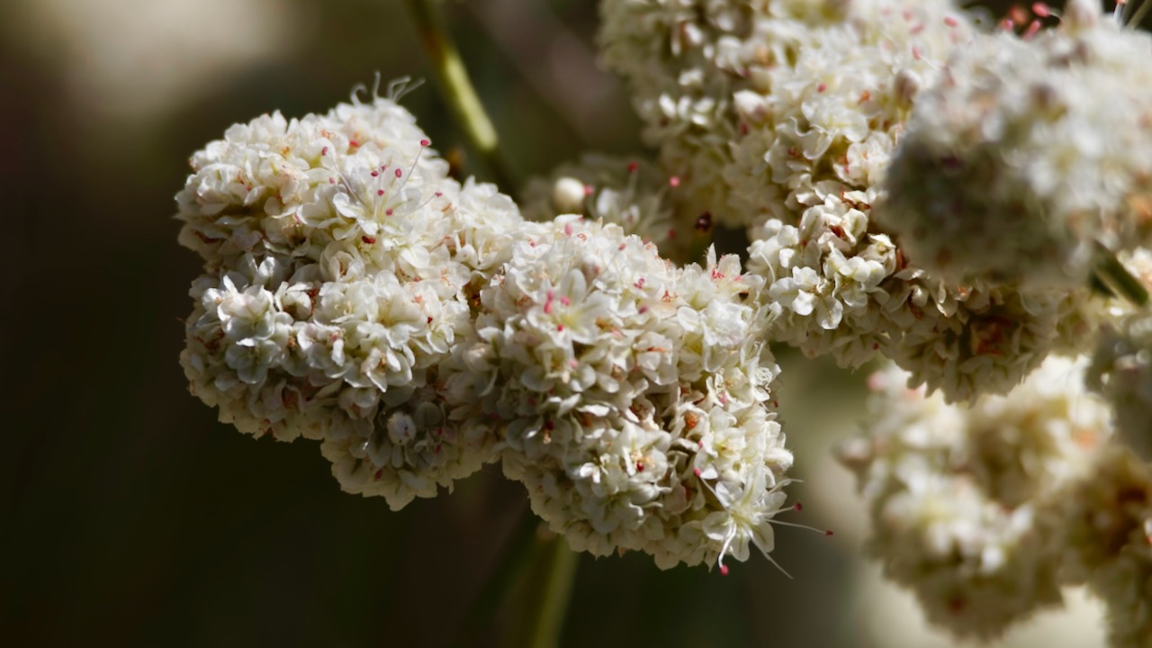 California Buckwheat