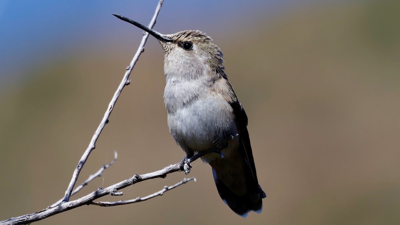 Costa’s Hummingbird