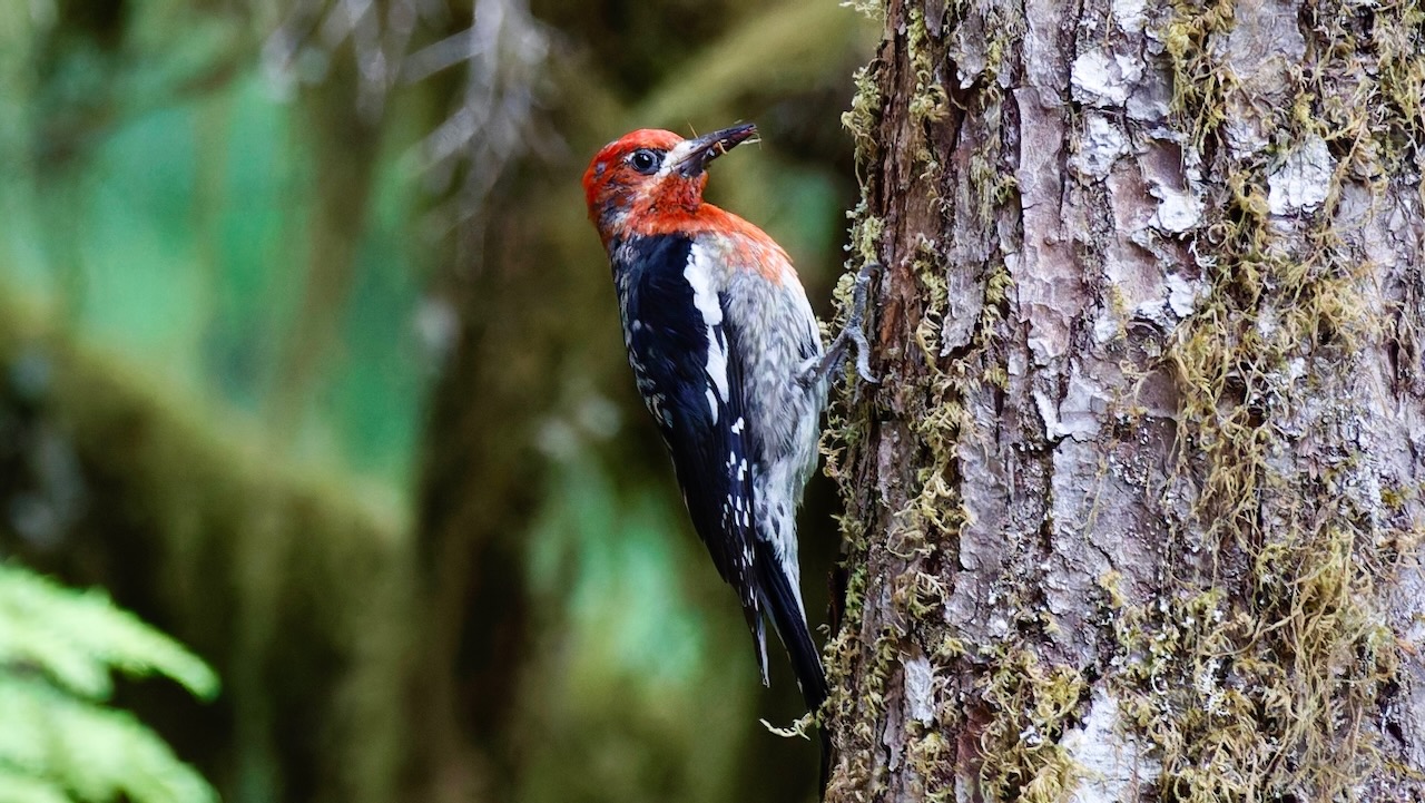 Red-Breasted Sapsucker