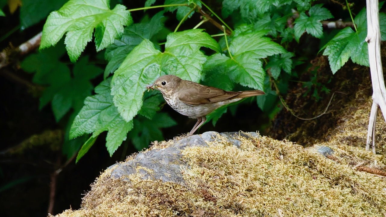 Swainson’s Thrush