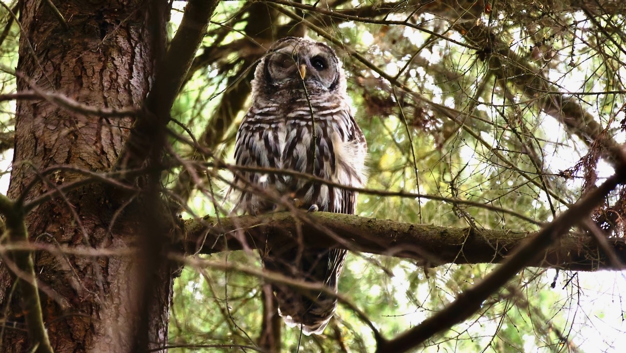 Barred Owl