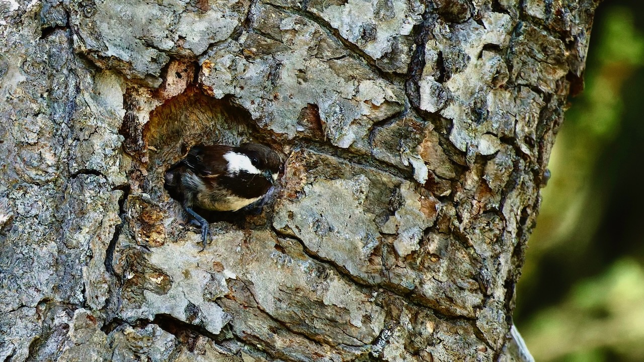 Chestnut-backed Chickadee
