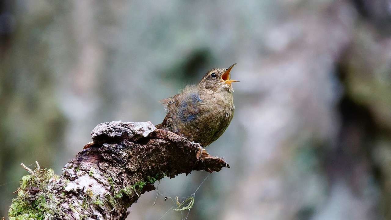 Pacific Wren