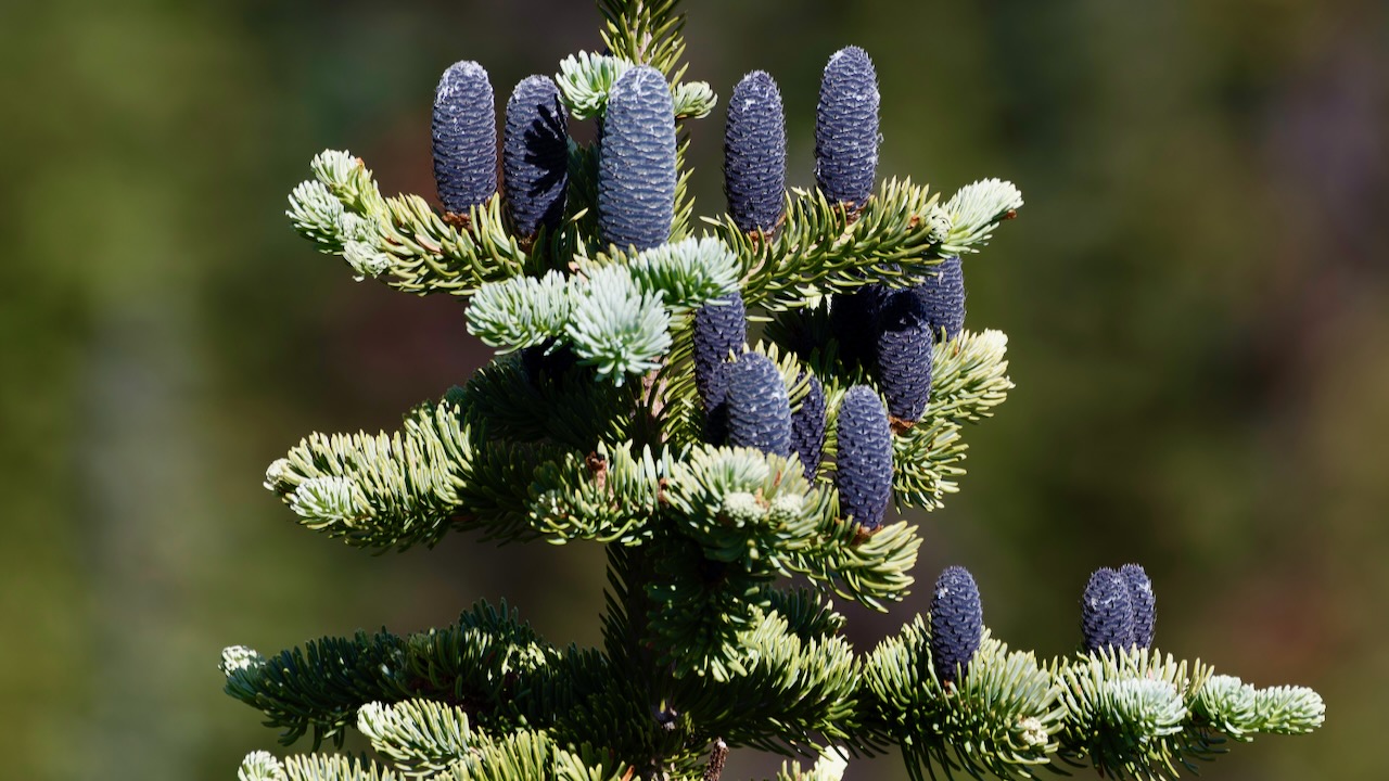 Alpine fir
