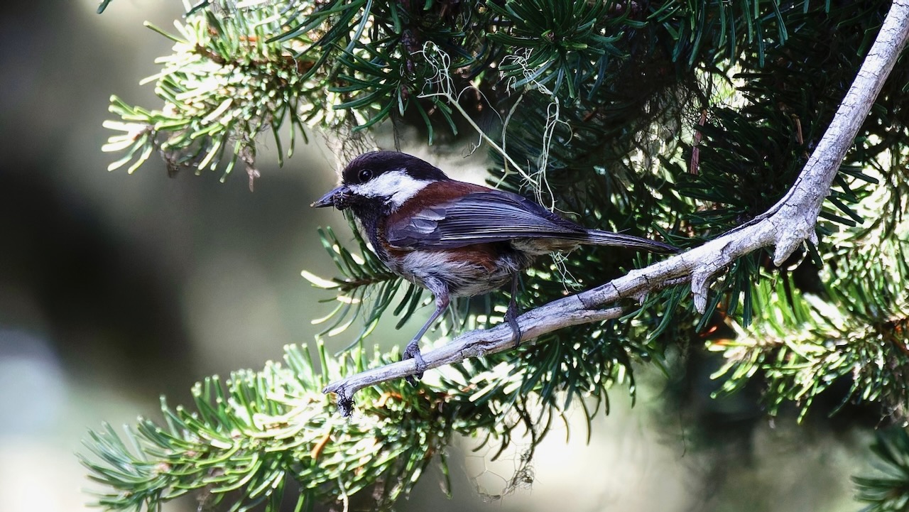 Chestnut-backed Chickadee